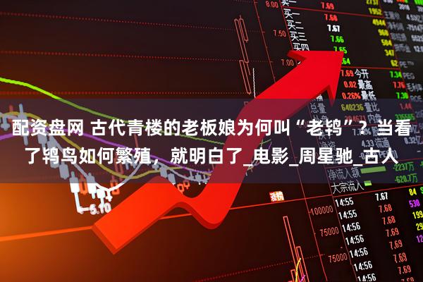 配资盘网 古代青楼的老板娘为何叫“老鸨”？当看了鸨鸟如何繁殖，就明白了_电影_周星驰_古人